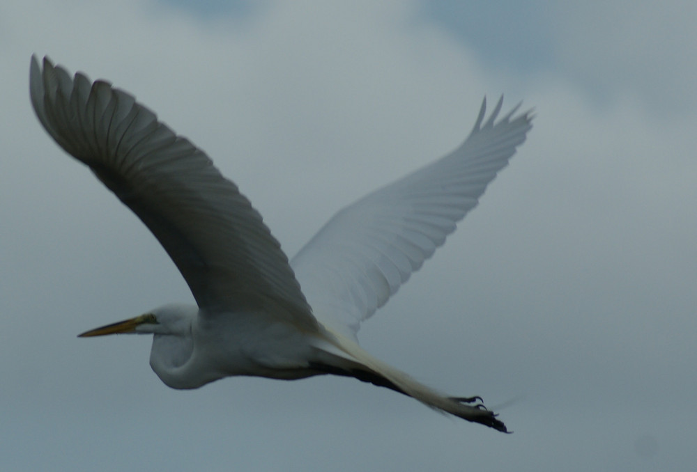 White Egret in Flight