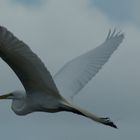 White Egret in Flight