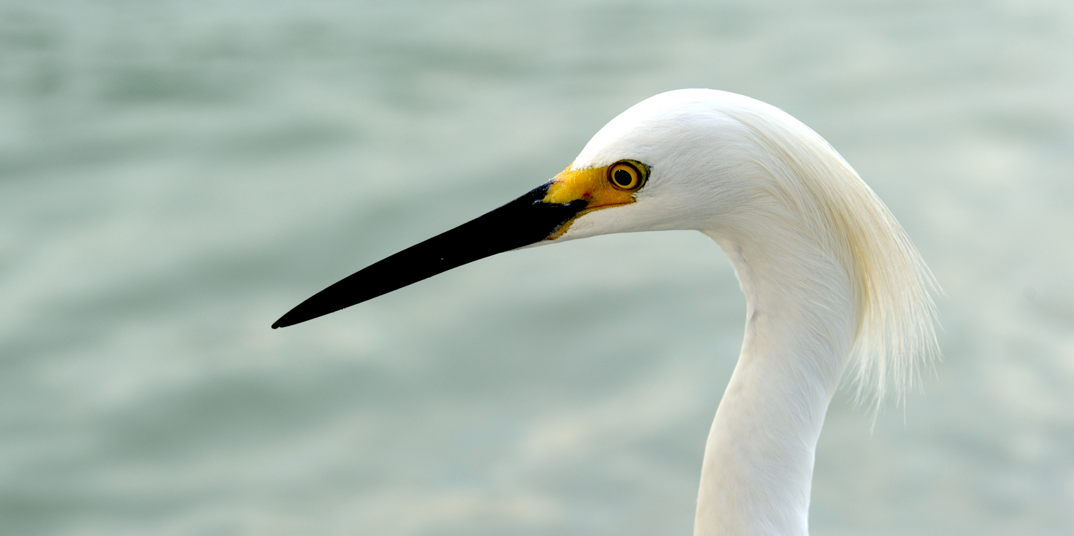 White Egret, Sanibel Island