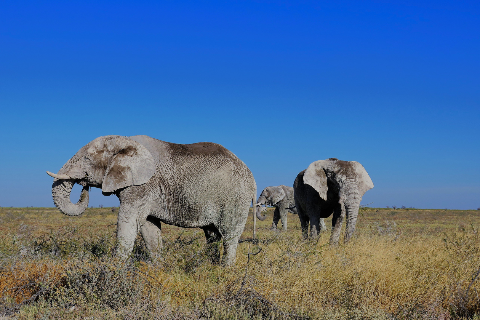 White Elefants