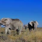 White Elefants