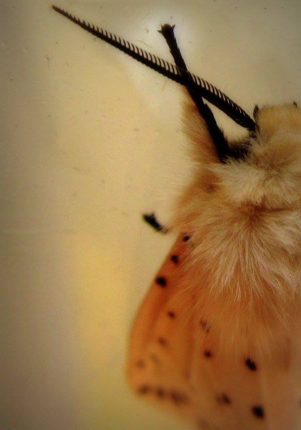 White Ermine Moth.