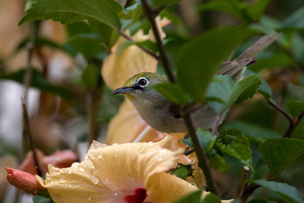 White-eye von Hans Irmer