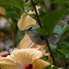 White-eye