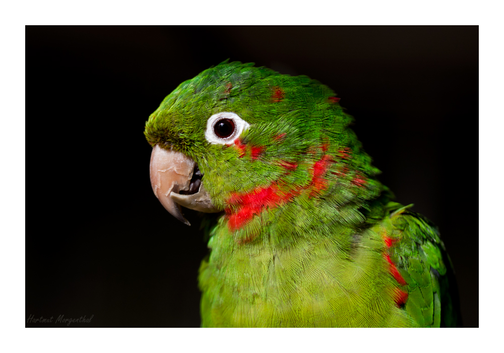 white-eyed parakeet