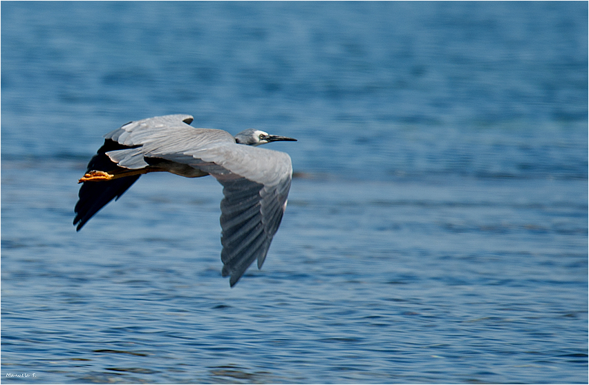 White-faced heron