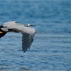 White-faced heron