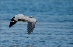 White-faced heron