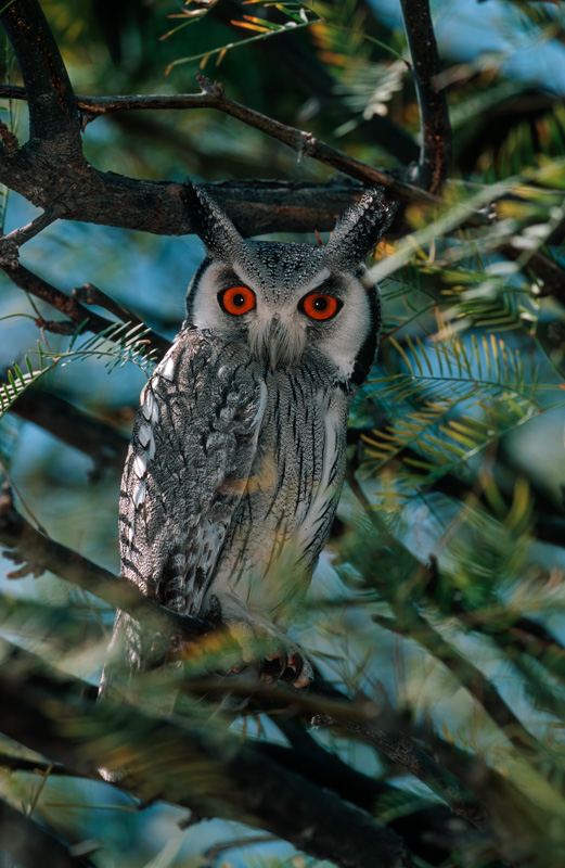 White-faced Scops-Owl / otus leucotis