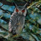 White-faced Scops-Owl / otus leucotis