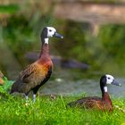 White-faced whistling duck (Dendrocygna viduata)