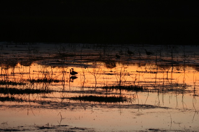 White-faced Whistling ducks