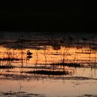 White-faced Whistling ducks