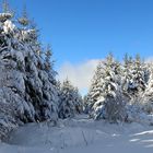 White fairytale forest