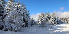 White fairytale forest