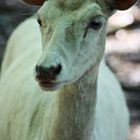 White Fallow Deer