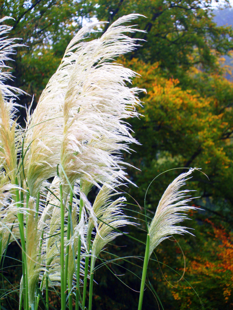 White Feather