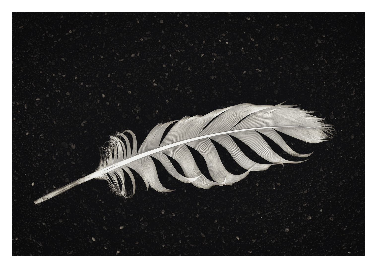 [...White Feather]