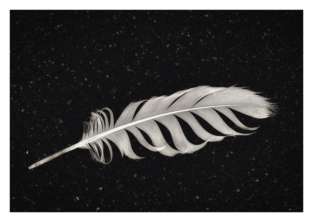 White Feather] Foto & Bild tiere, tierdetails, natur Bilder auf