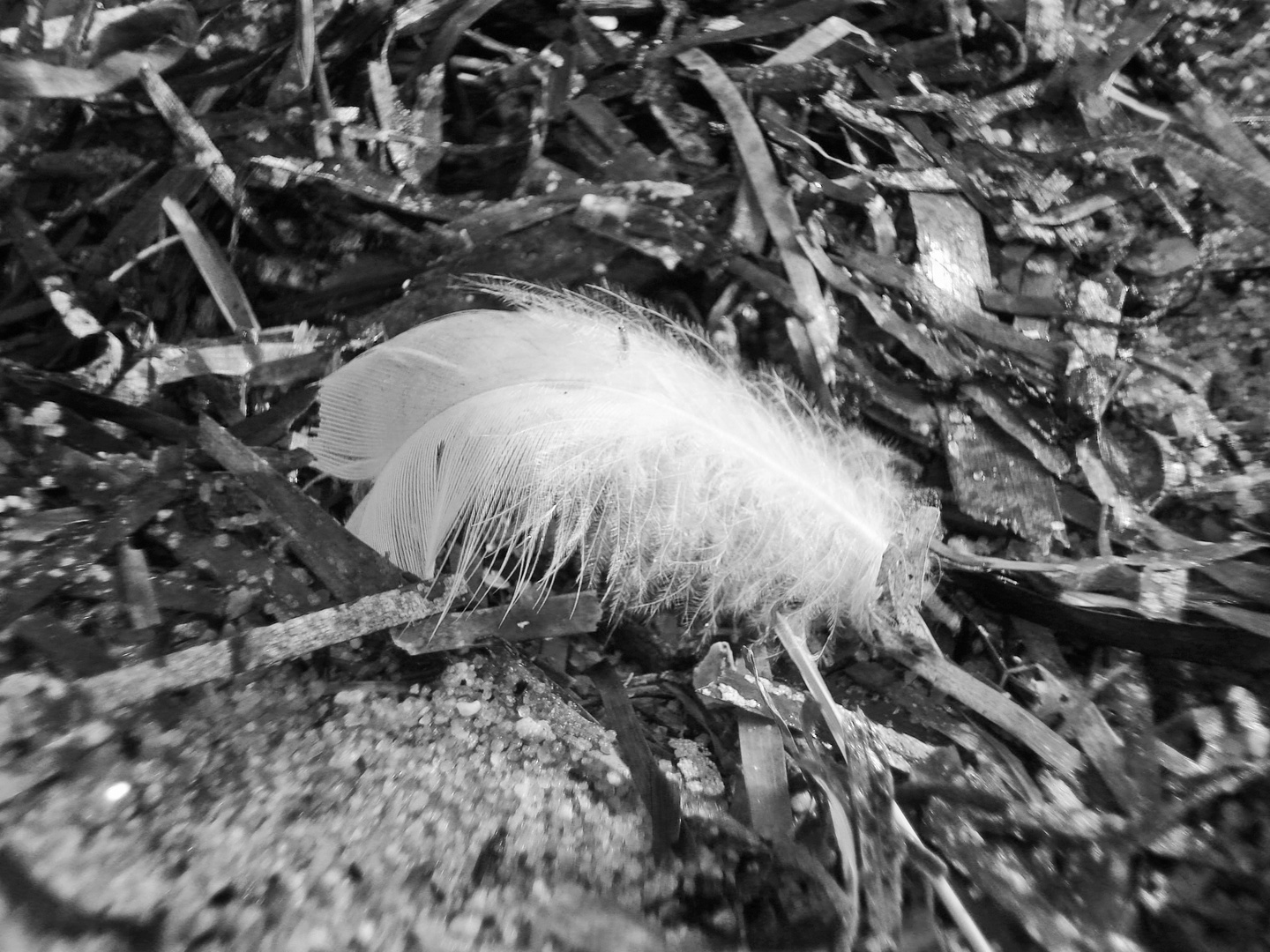 white Feather