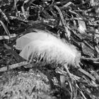 white Feather