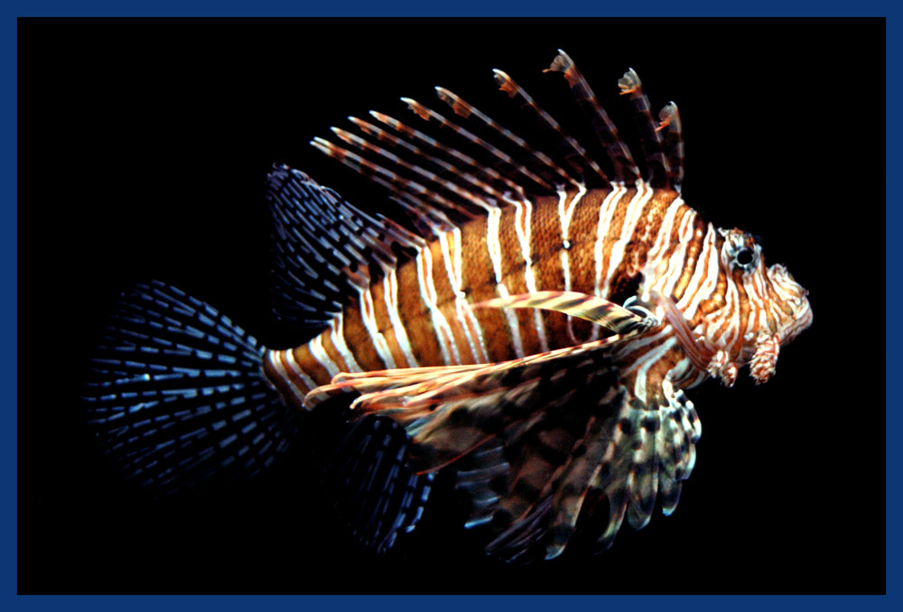 White Fin Lionfish 	( Pterois Antenata )