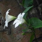 white flower