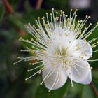 White Flower