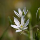 White Flower