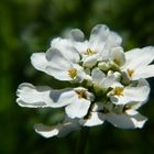 White Flower