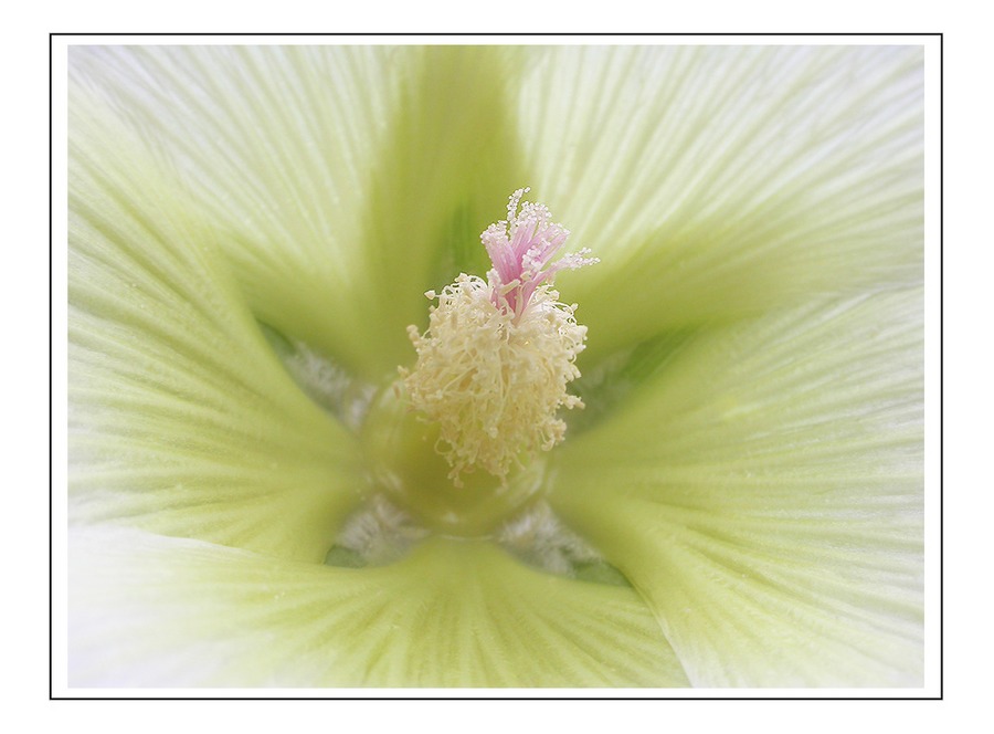 White Flower...