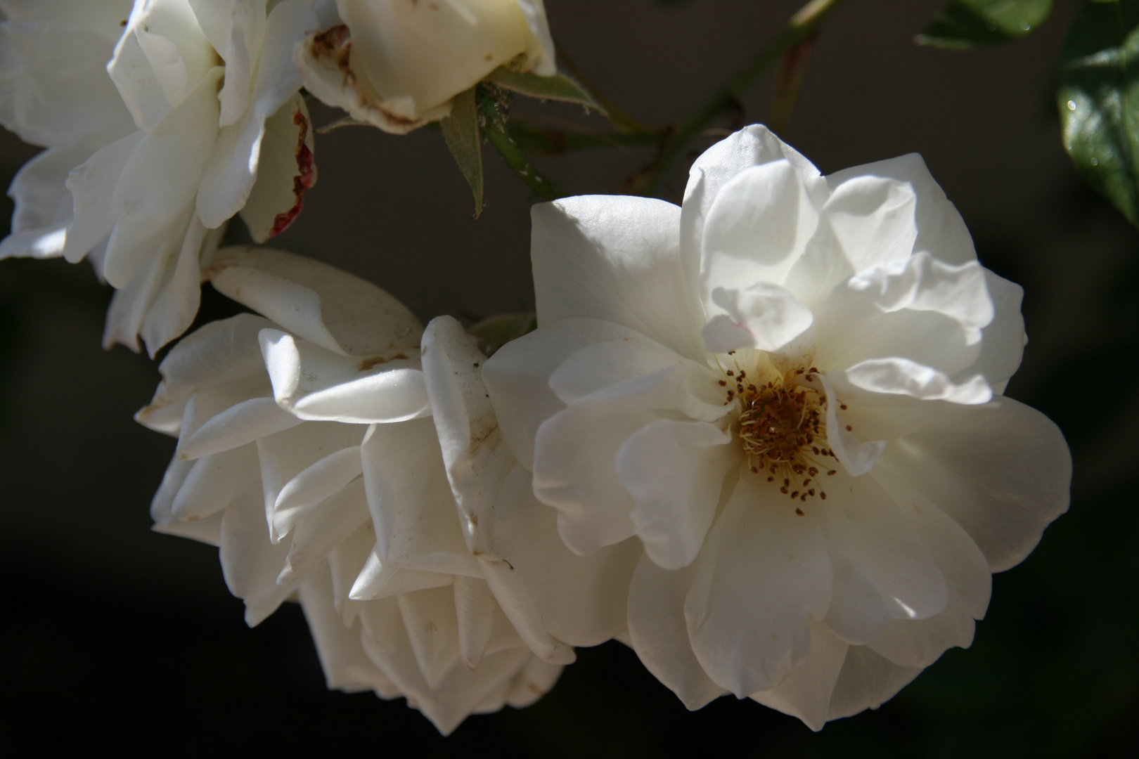 white flower