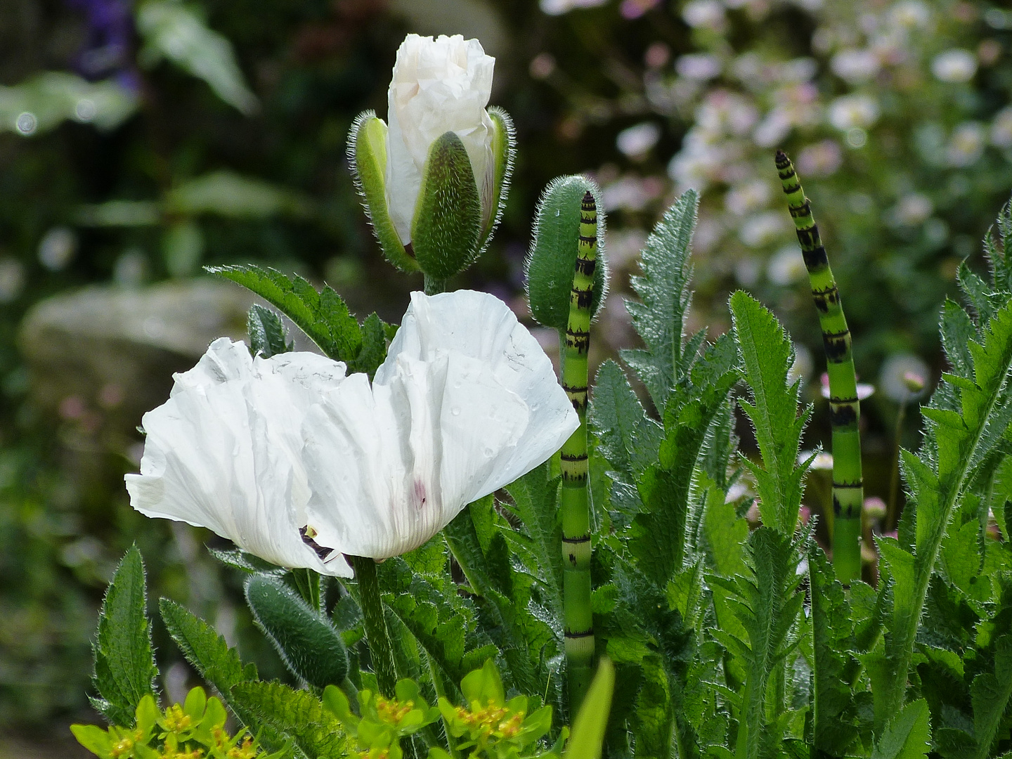 white flower