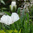 white flower