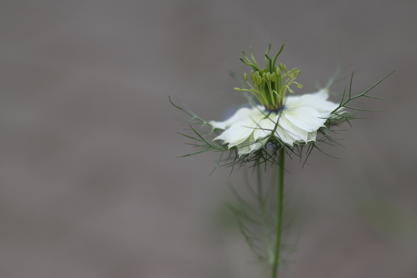 White Flower