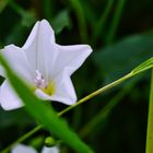 White Flower 2