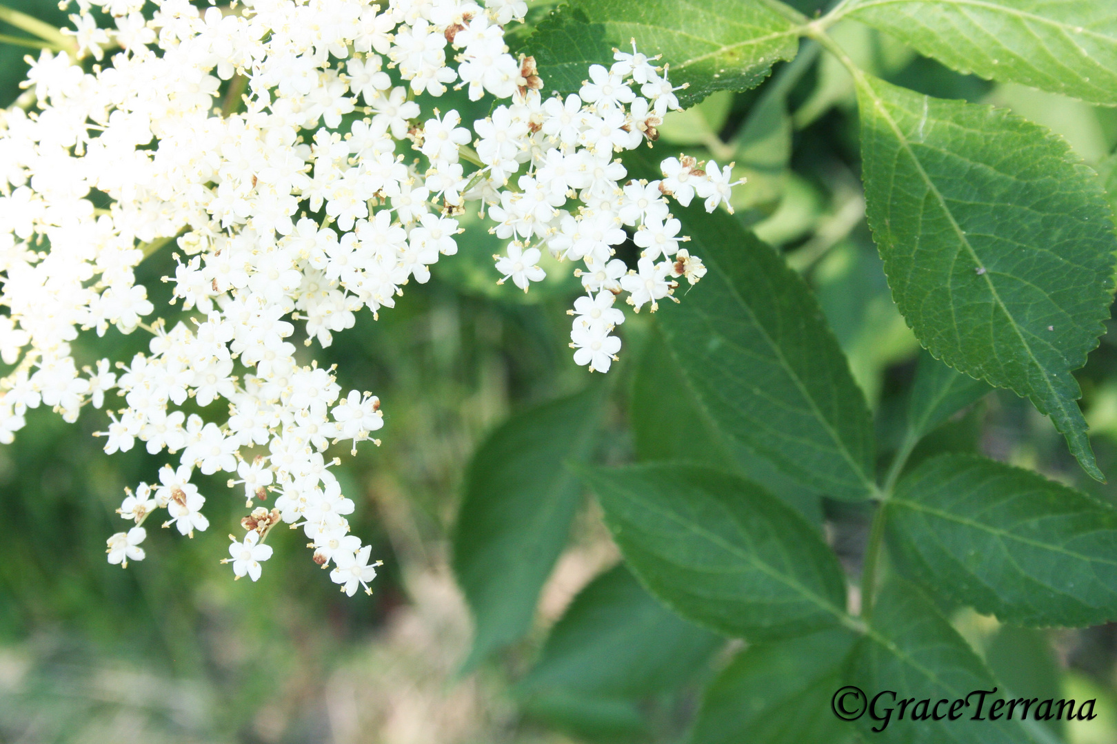 White flower 2.