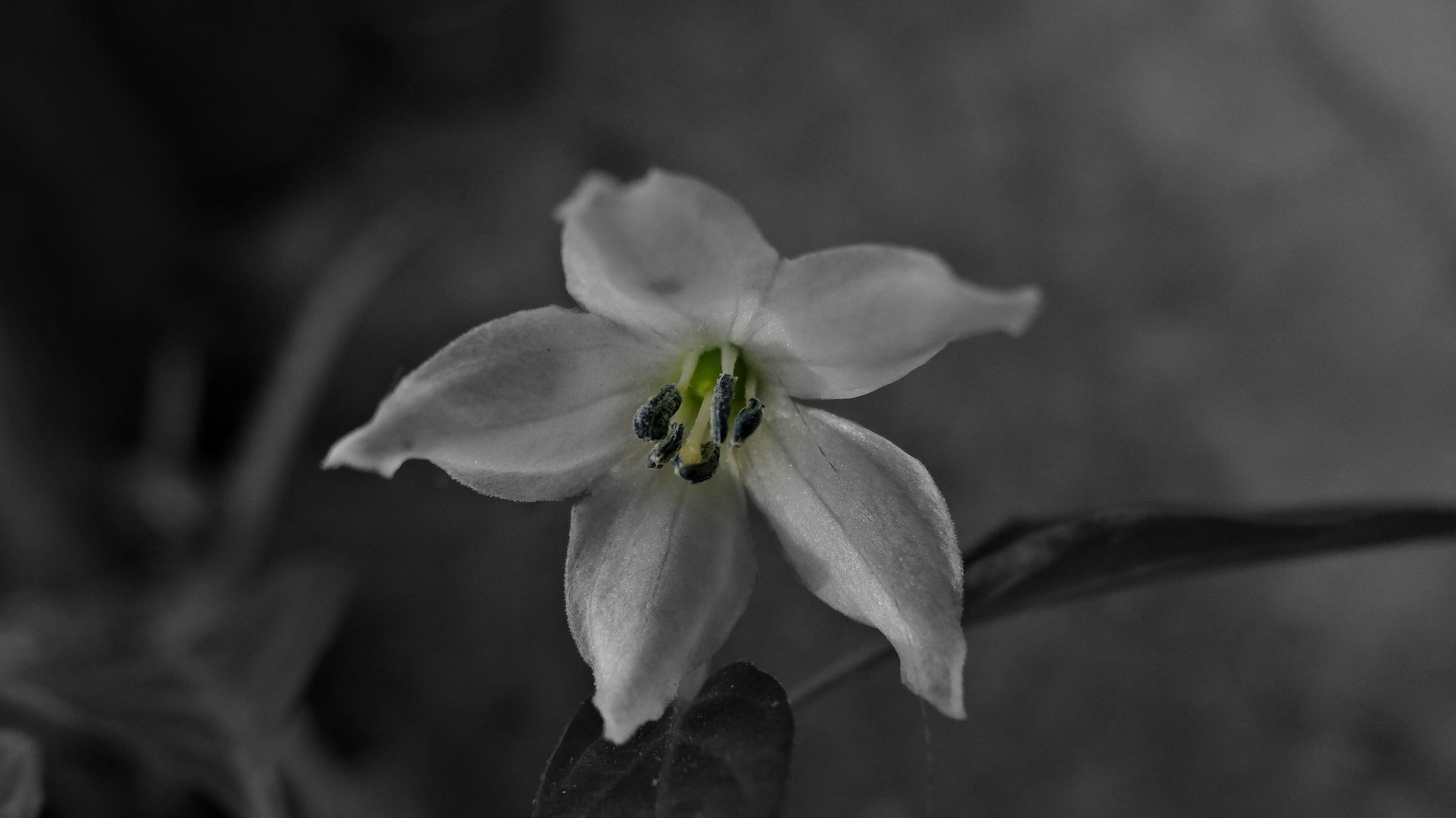 White flower