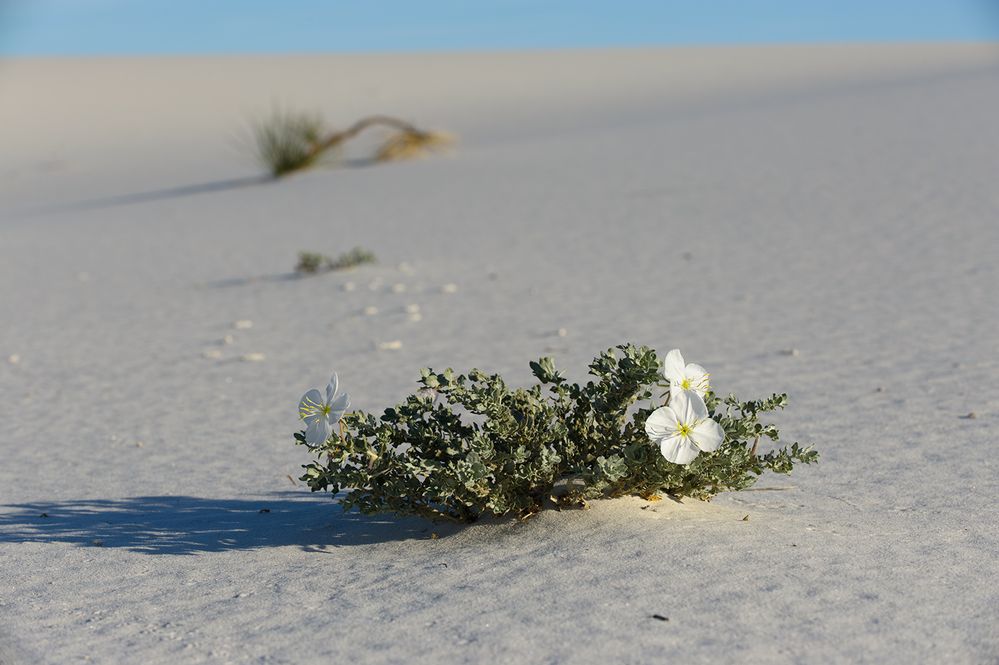 White Flower