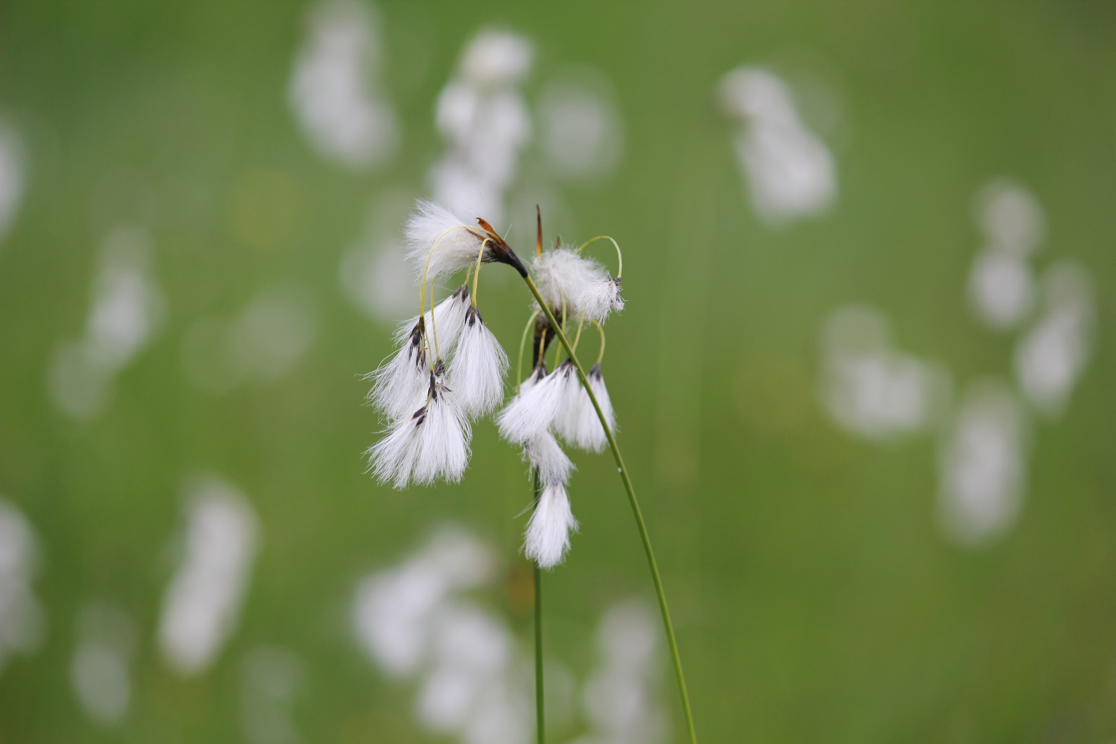 White flower