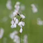 White flower