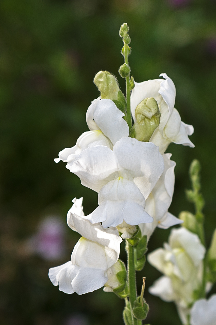 White Flower