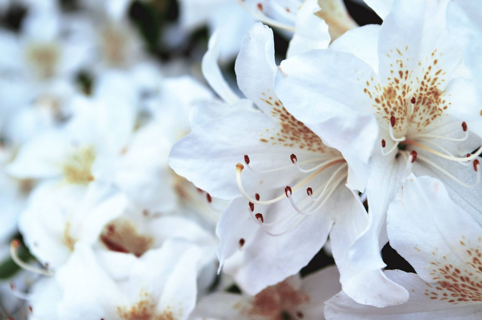 white flower