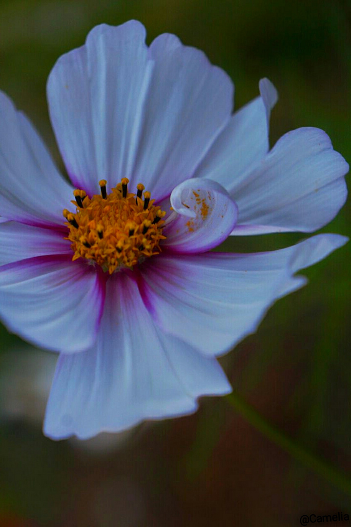 White flower!