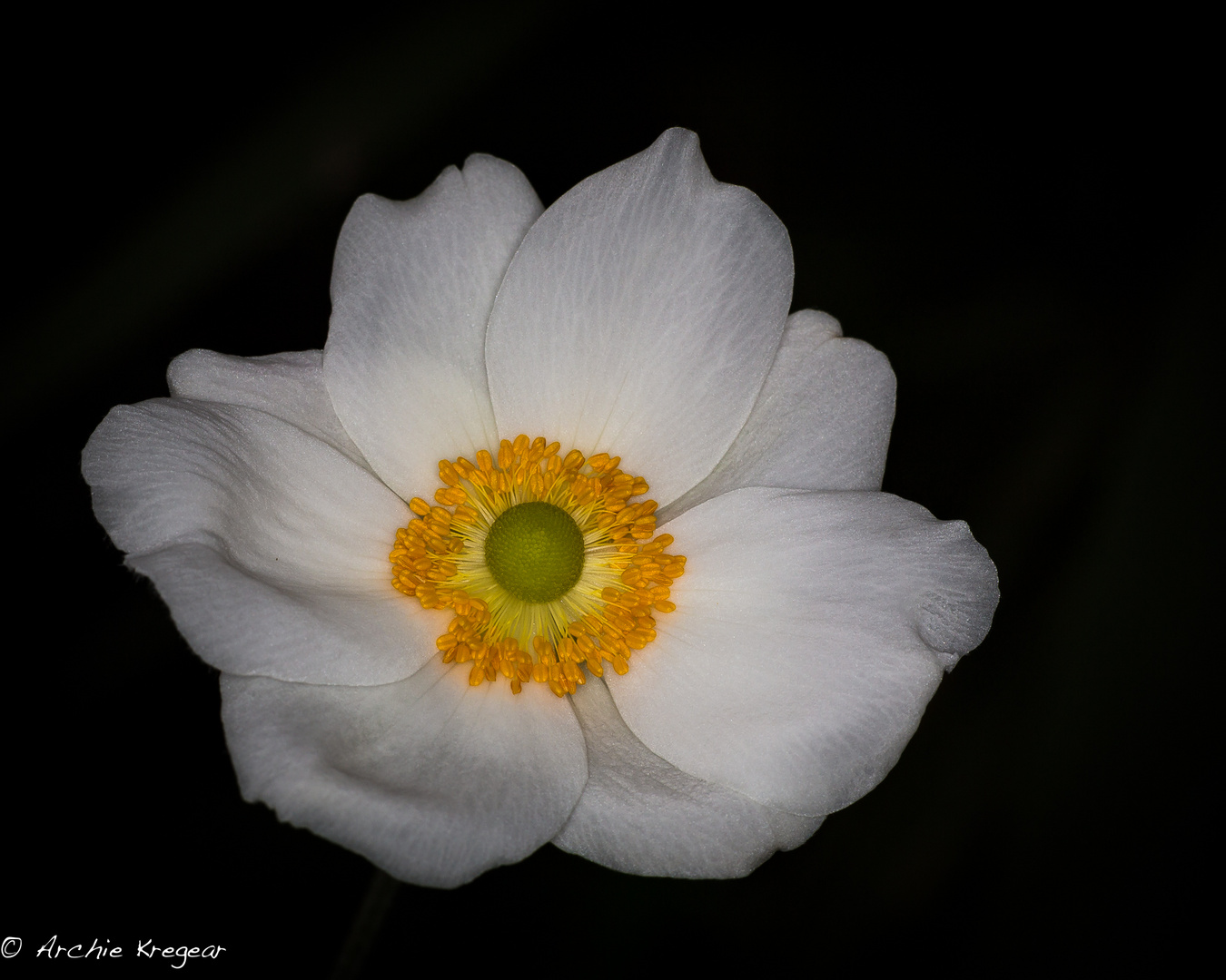 White flower