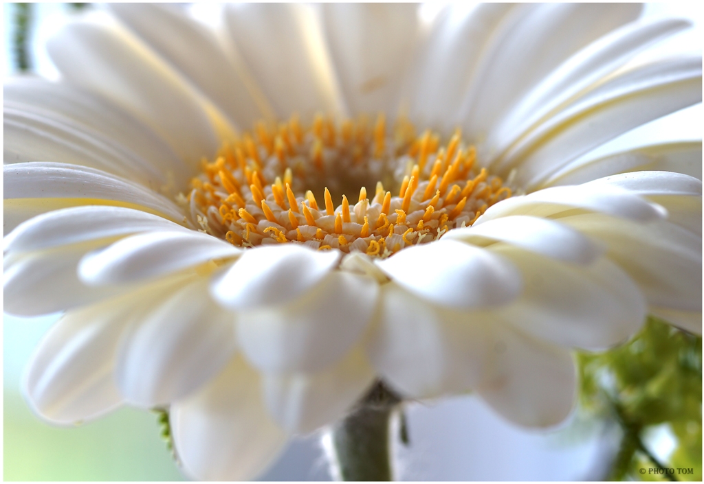 white flower