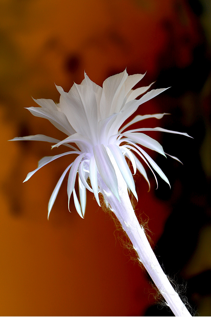 white flower