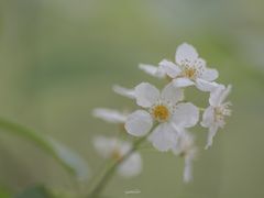 white flower