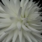 White Flower