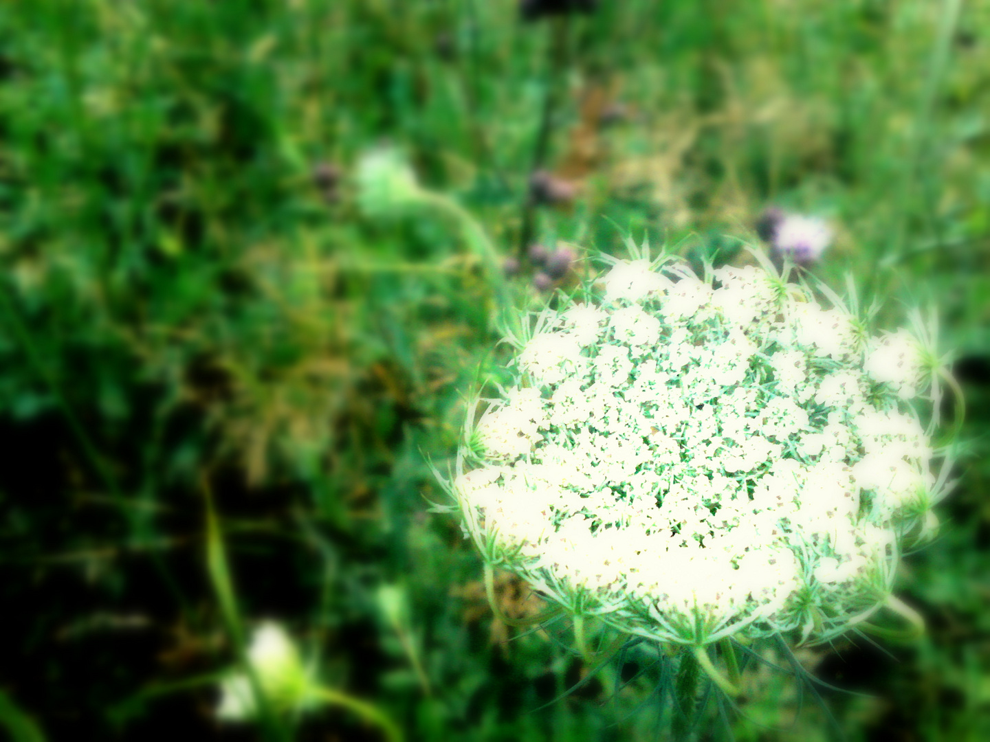 White flower